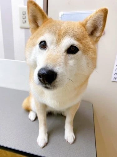 yui