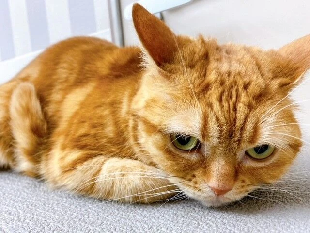 kj