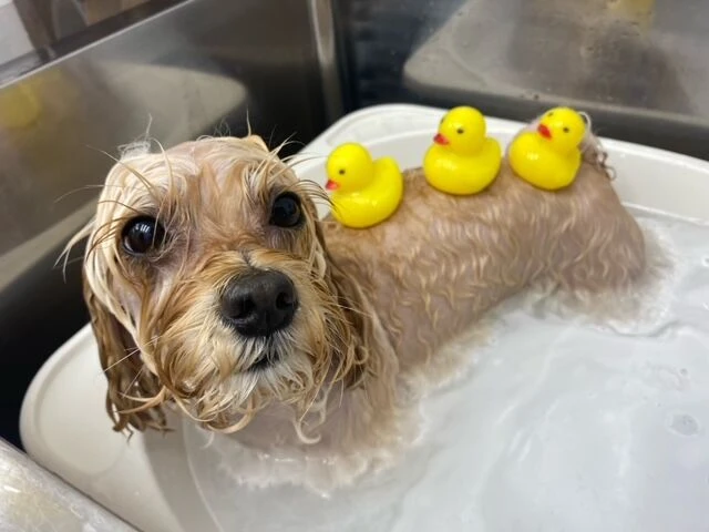 image5