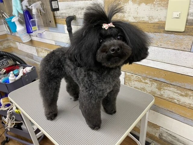 image1-1