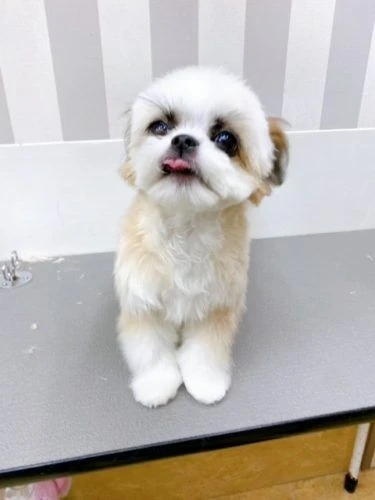 7987