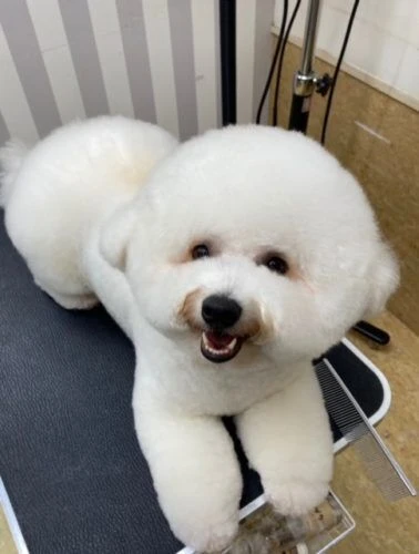 image0koko