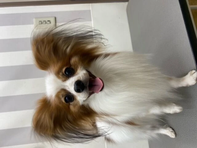 zaz