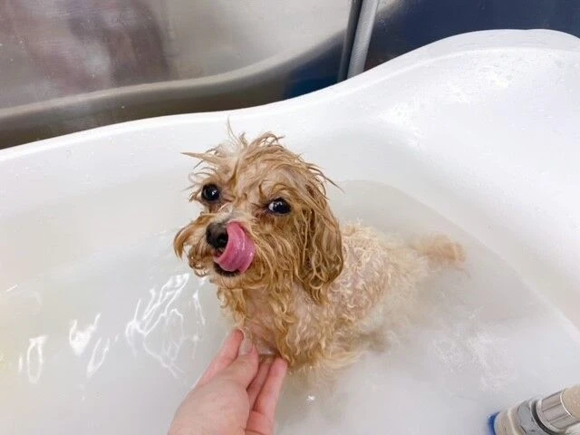 bbbbb