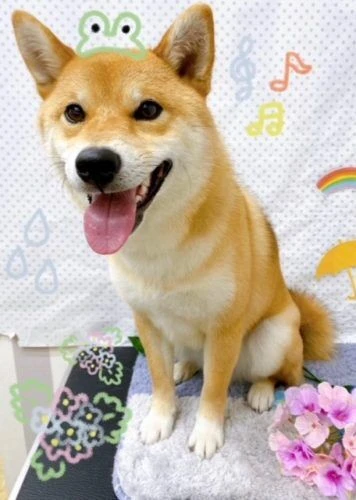 lplkokok