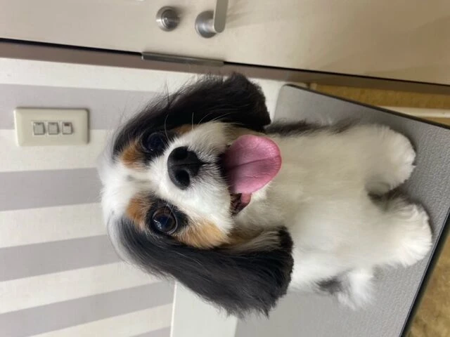 image0-%e3%82%b3%e3%83%94%e3%83%bc-2