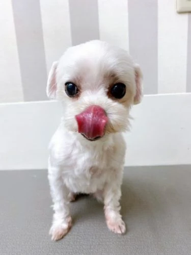 y