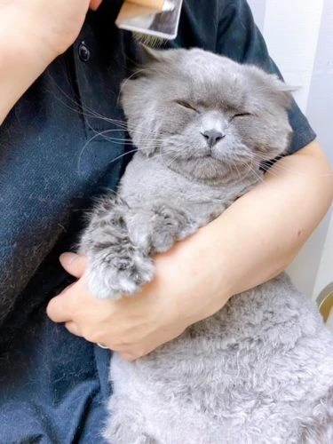 niiiii
