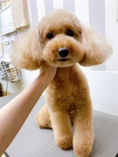 koko