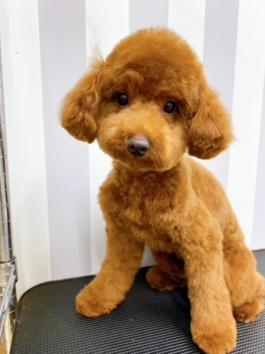 ru
