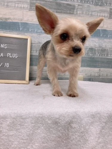 img_2993