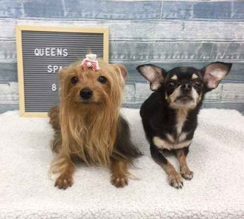 image11