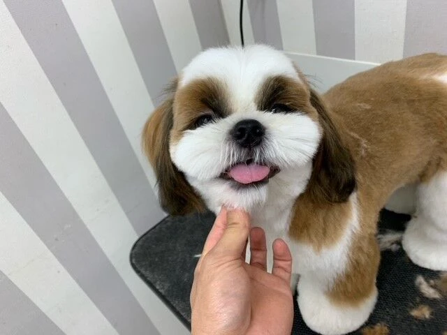 ss