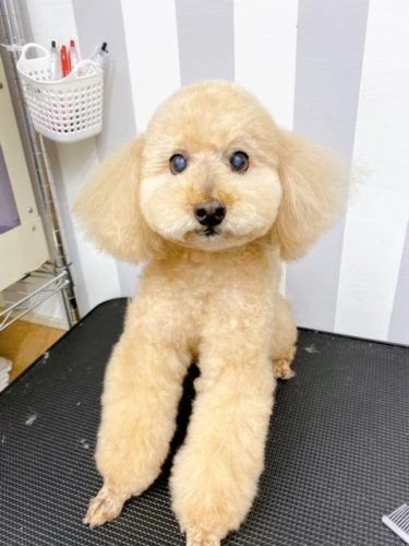 liu