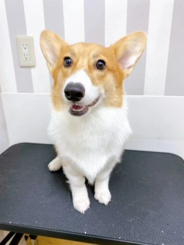 sdddd