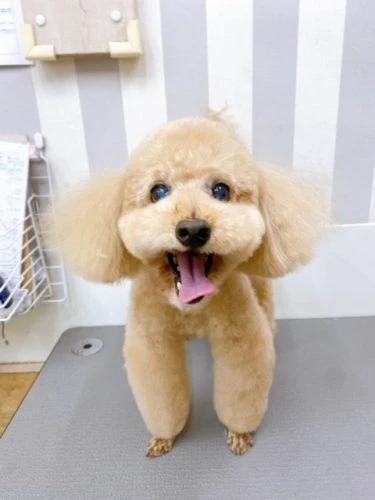 7897