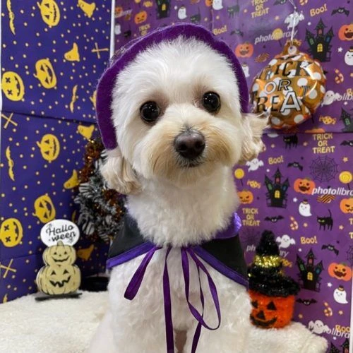 img_2133