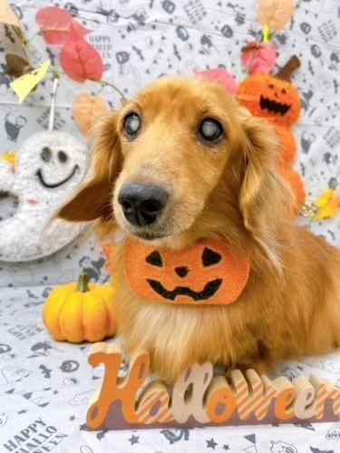 kokooooo