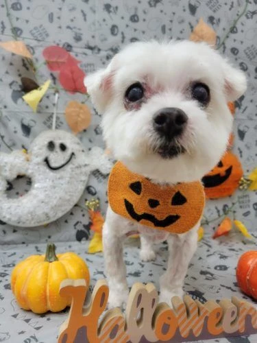 21-10-30-19-11-47-653_deco