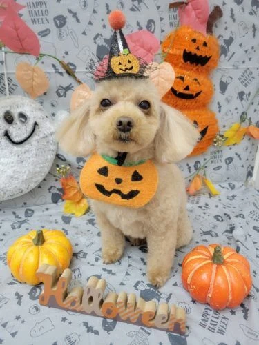 21-10-30-19-12-55-918_deco