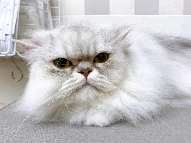 741