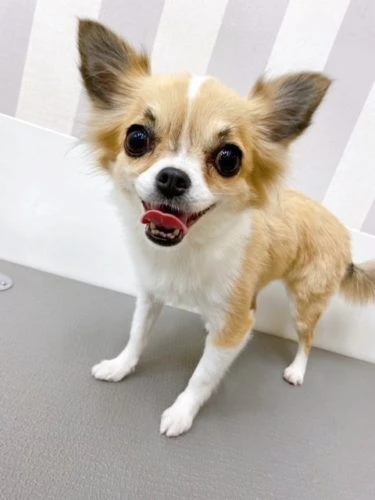 lpppoo