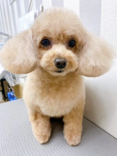 aaaa