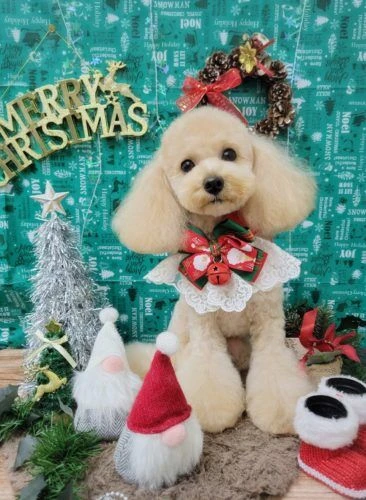 21-12-11-17-46-45-730_deco