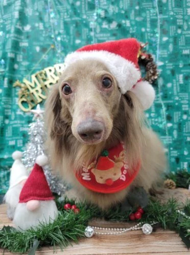 21-12-12-19-03-06-956_deco