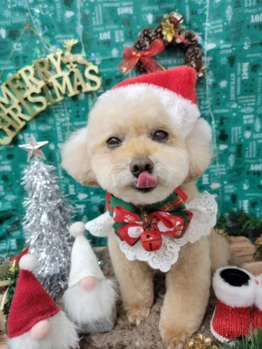 21-12-12-19-01-56-786_deco