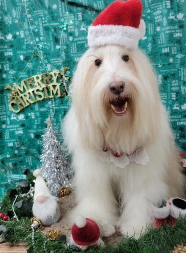 21-12-18-18-34-41-414_deco-%e3%82%b3%e3%83%94%e3%83%bc