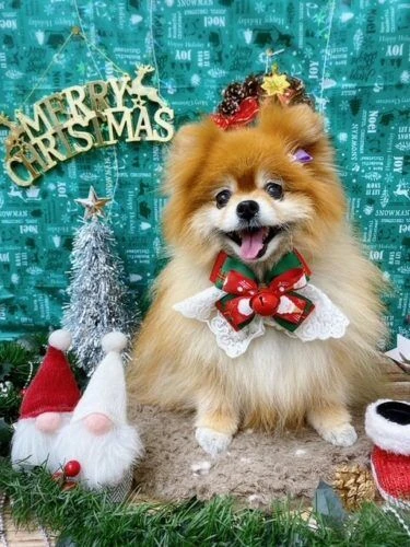 21-12-19-21-46-32-566_deco
