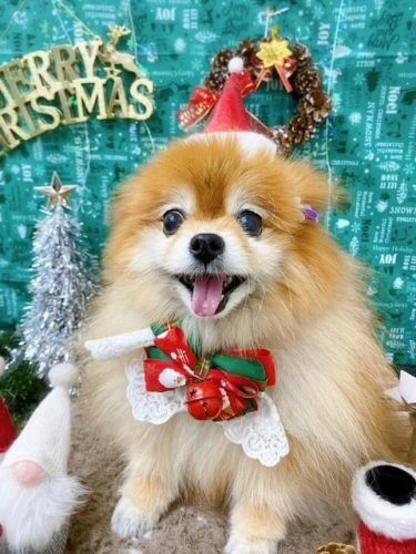 21-12-19-21-45-43-094_deco