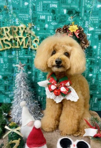 21-12-19-21-36-56-950_deco