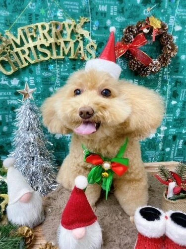 21-12-19-21-45-56-114_deco