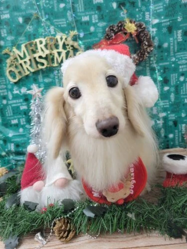 21-12-22-11-18-00-959_deco