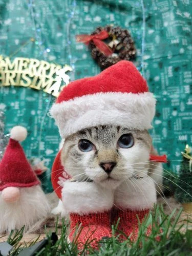 21-12-23-18-31-49-672_deco