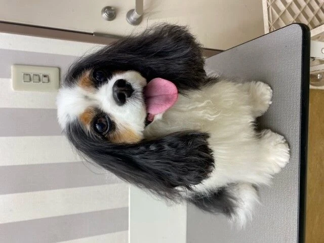 lo