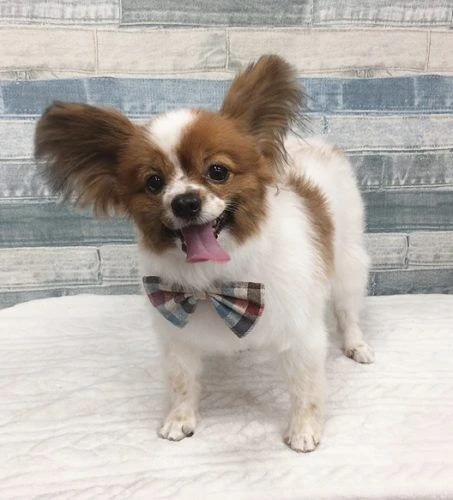 img_2119
