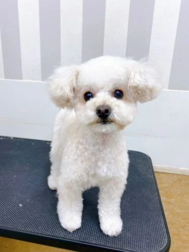 bb