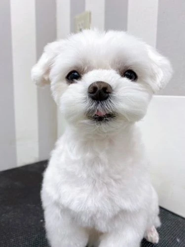 poiu