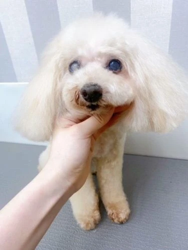 gfdgfd