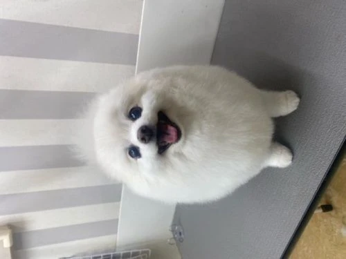 ghghg