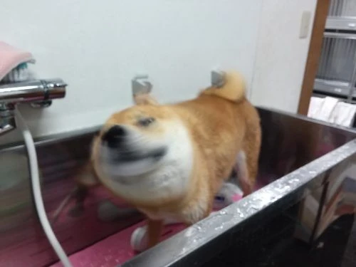 img00368-%e3%82%b3%e3%83%94%e3%83%bc