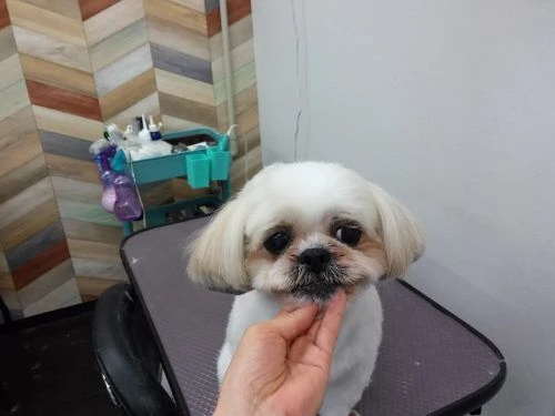 img00500