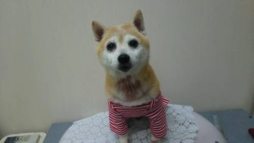 thumbnail_dsc_3319