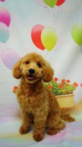 thumbnail_17-07-08-13-35-48-642_deco