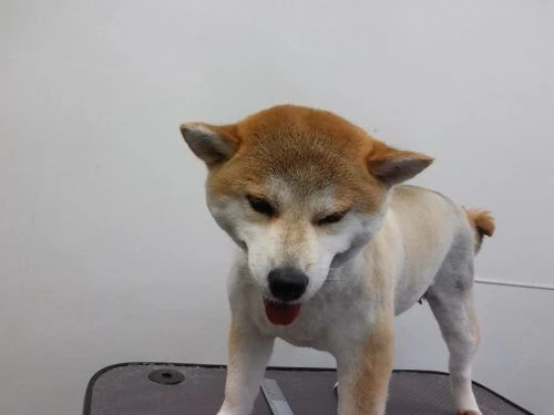 img01300