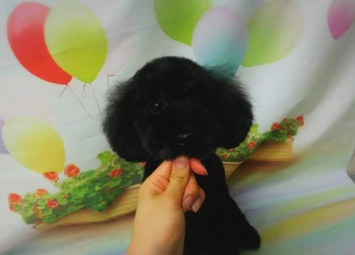 thumbnail_17-08-11-20-12-50-210_deco