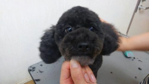 thumbnail_1504606529316